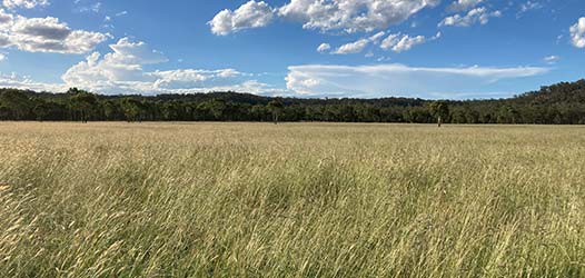 Queensland Bluegrass Pasture Seed | Rehabilitation Materials | Highlands Environmental
